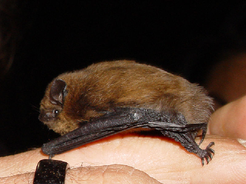 Pipistrellus pipistrellus  Pipistrellus_pipistrellus