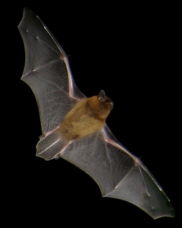 Pipistrellus pipistrellus  Pipistrellus_pipistrellus2