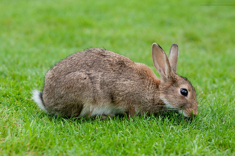 Oryctolagus cuniculus Oryctolagus_caniculus