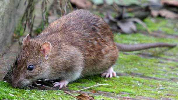 Rattus norvegicus Rattus_norvegicus