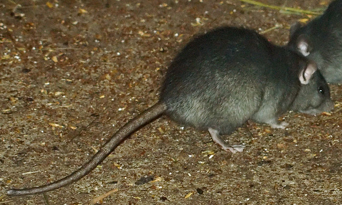 Rattus rattus Rattus_rattus