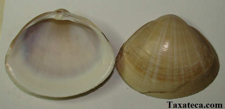 Mactra stultorum Mactra_stultorum