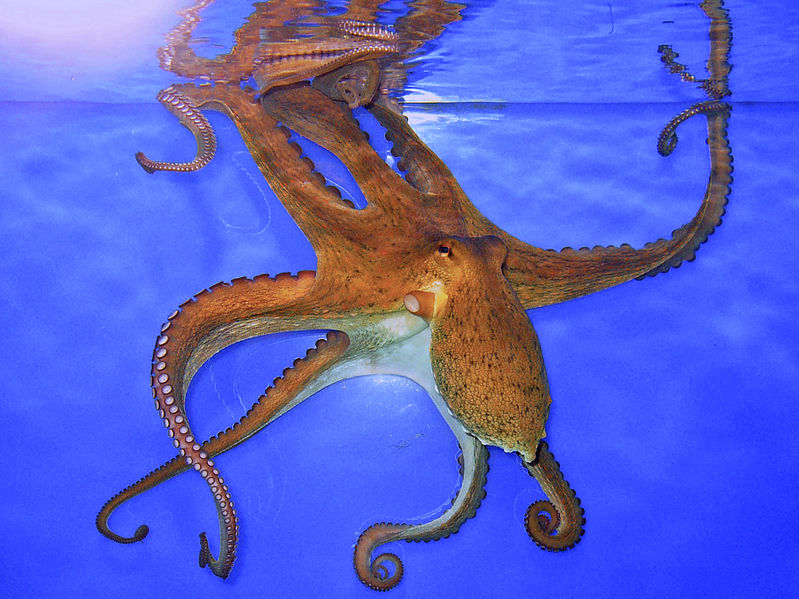 Octopus vulgaris Octopus_vulgaris