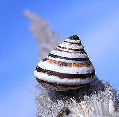 Cochlicella conoidea Cochlicella_conoidea