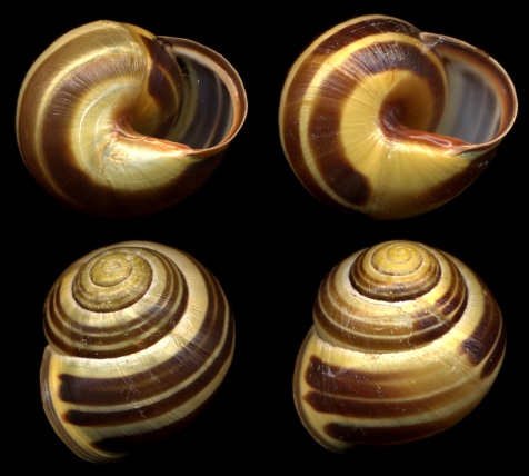 Cepaea nemoralis Cepaea_nemoralis