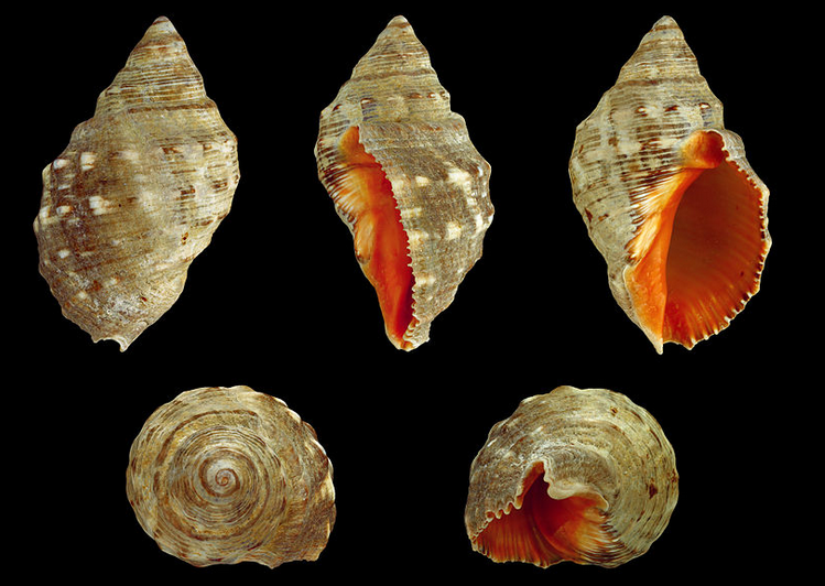 Stramonita haemastoma Stramonita_haemastoma