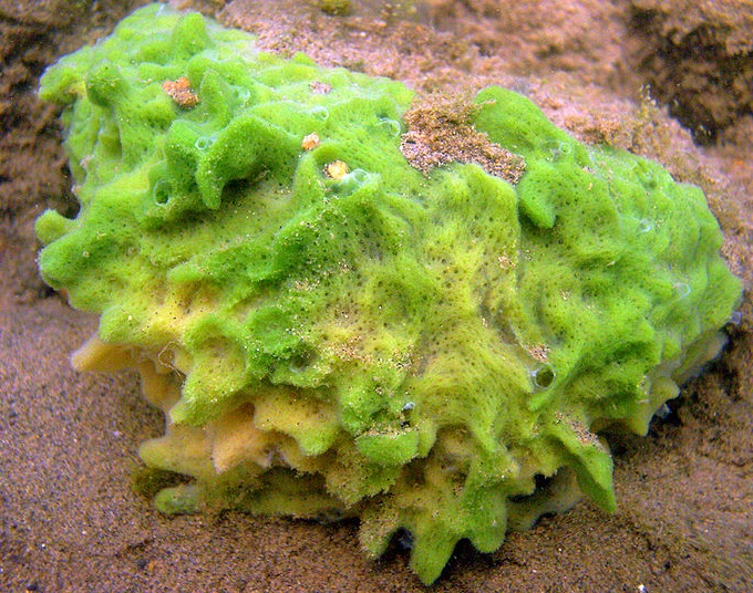 Spongilla lacustris Spongilla_lacustris