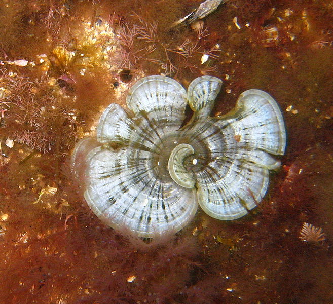 Padina pavonica Padina_pavonica