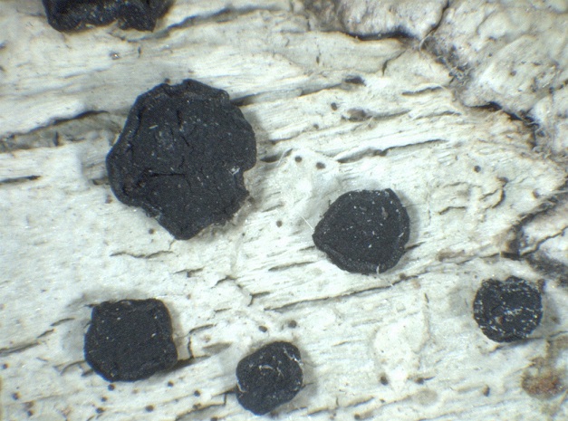 Bactrospora patellarioides Bactrospora_patellarioides2