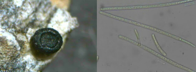 Bacidia igniarii Bacidia_igniarii