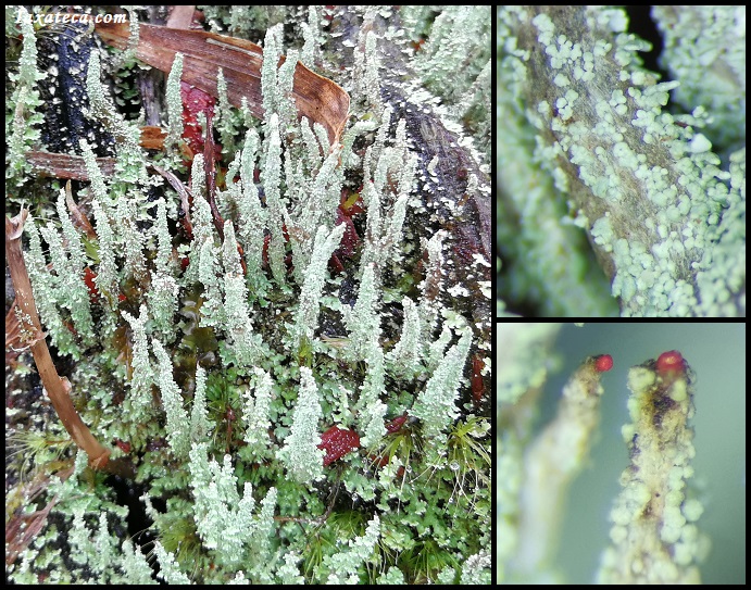 Cladonia didyma Cladonia_didyma_Boluda16506