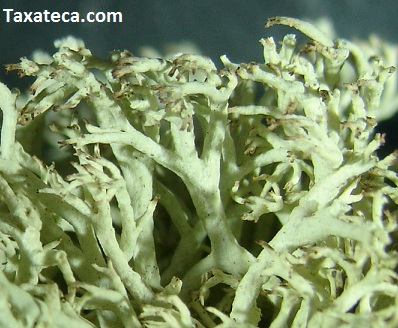 Cladonia mitis Cladonia_mitis