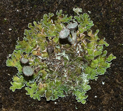 Cladonia pocillum Cladonia_pocillum