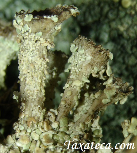 Cladonia pocillum Cladonia_pocillum2