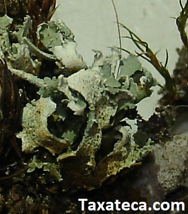 Cladonia polydactyla  Cladonia_polydactyla