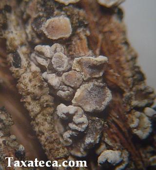 Lecanora hagenii Lecanora_hagenii2