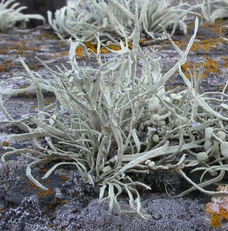 Ramalina cuspidata Ramalina_cuspidata