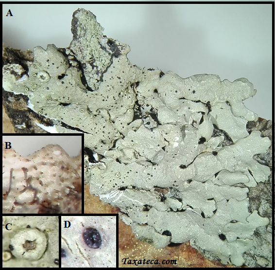 Relicinopsis intertexta Relicinopsis_intertexta