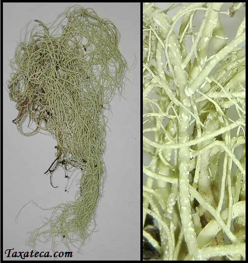 Usnea picta Usnea-cf-picta