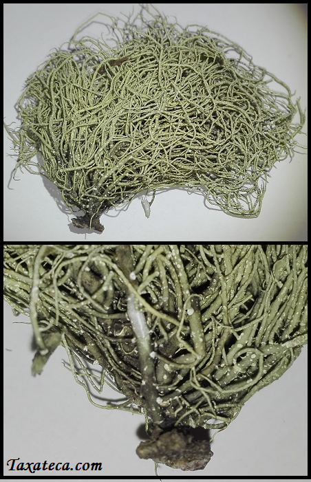 Usnea pulvinata Usnea-cf-pulvinata