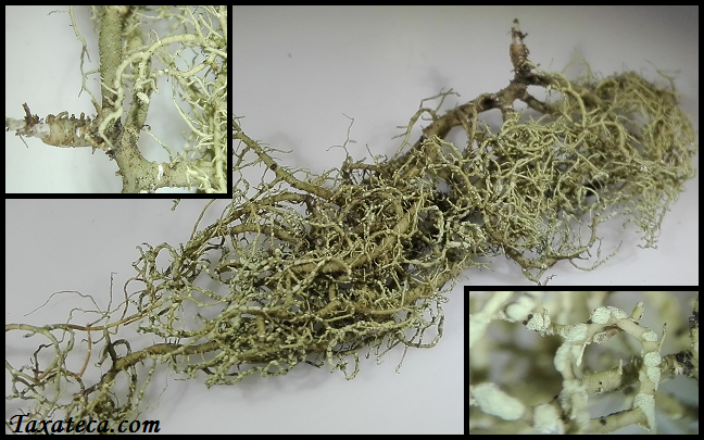 Usnea abissinica Usnea_abissinica