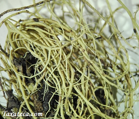 Usnea subscabrosa Usnea_subscabrosa