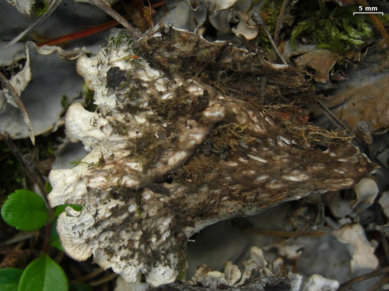 Peltigera rufescens Peltigera_rufescens2