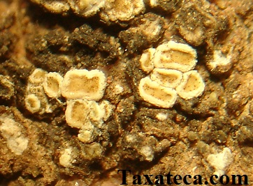 Caloplaca furax Caloplaca_furax