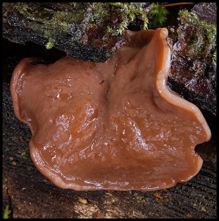 Gyromitra parma Gyromitra_parma