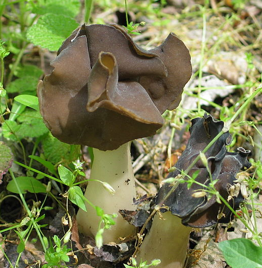 Helvella leucopus Helvella_leucopus