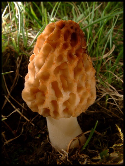 Morchella esculenta Morchella_esculenta