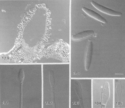 Calonectria pauciramosa Calonectria_pauciramosa