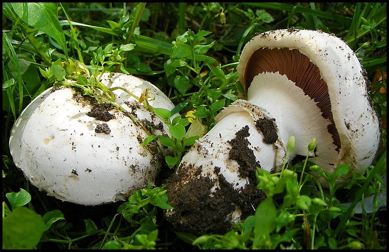 Agaricus bitorquis Agaricus_bitorquis