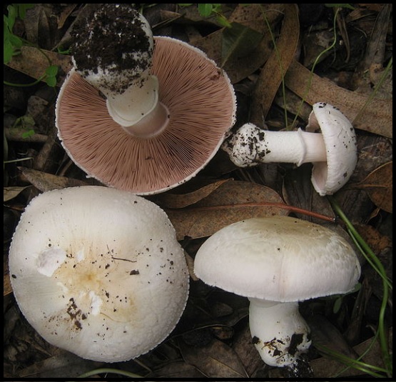 Agaricus bresadolanus Agaricus_bresadolanus