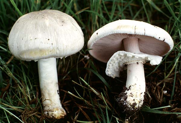 Agaricus xanthoderma  Agaricus_xanthoderma2