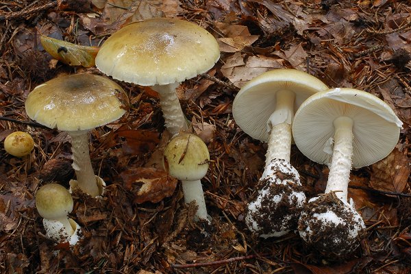 Amanita phalloides Amanita_phalloides