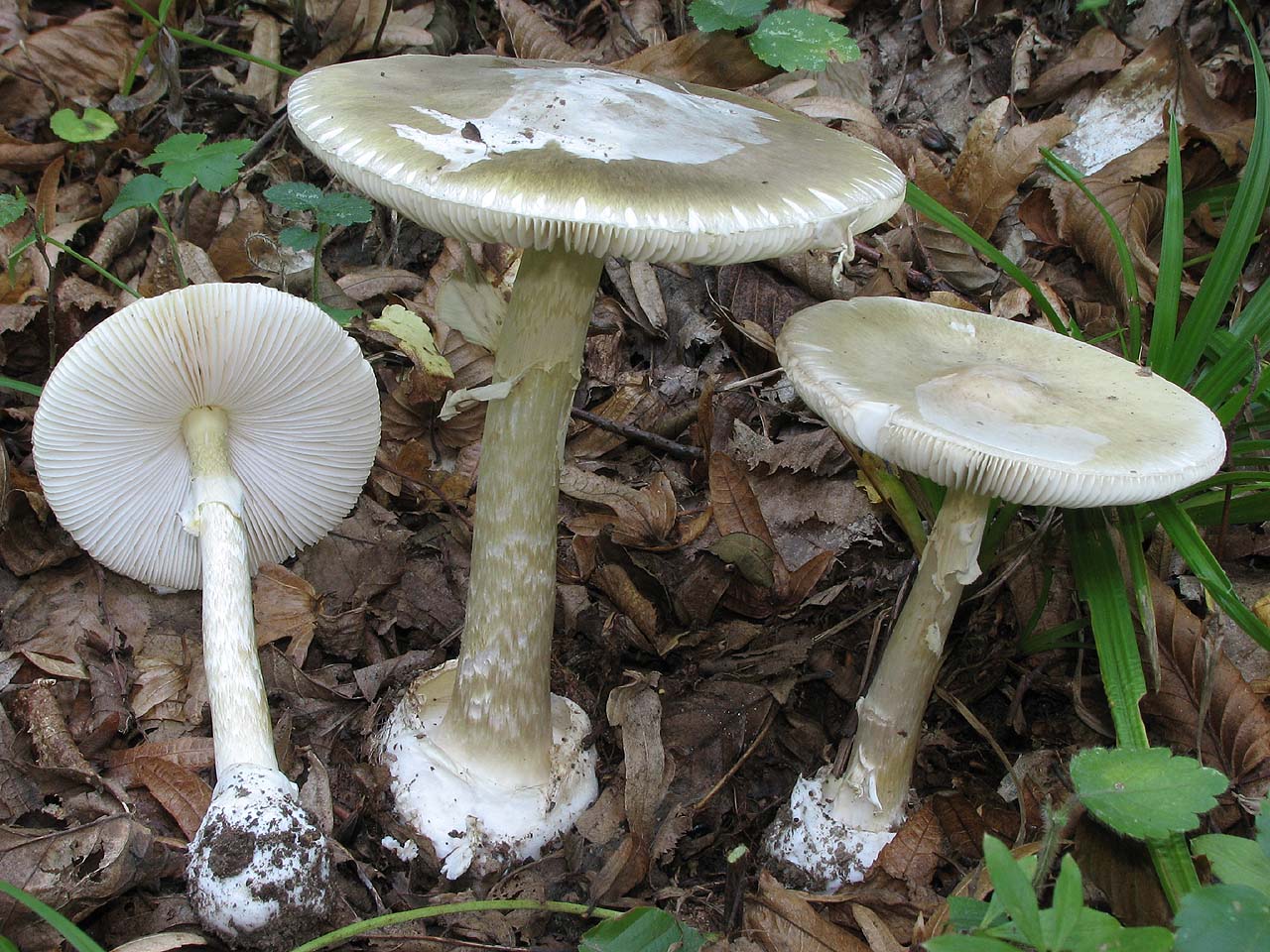 Amanita phalloides Amanita_phalloides2