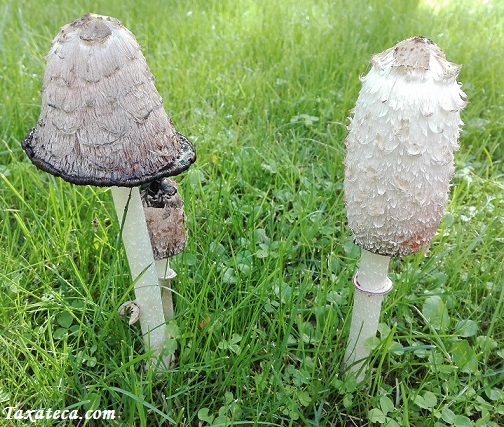 Coprinus comatus Coprinus_comatus2