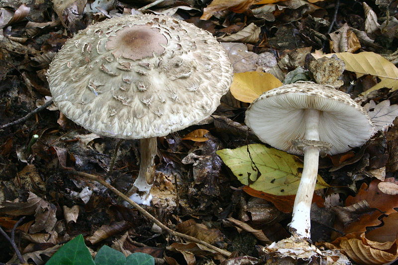 Chlorophyllum rhacodes Chlorophyllum_rhacodes