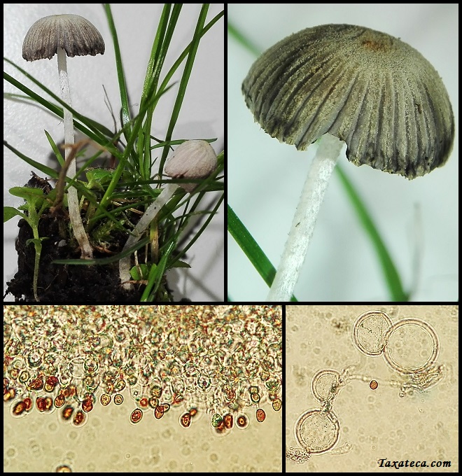 Coprinopsis bellula Coprinopsis_bellula