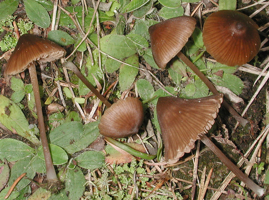 Entoloma papillatum Entoloma_papillatum