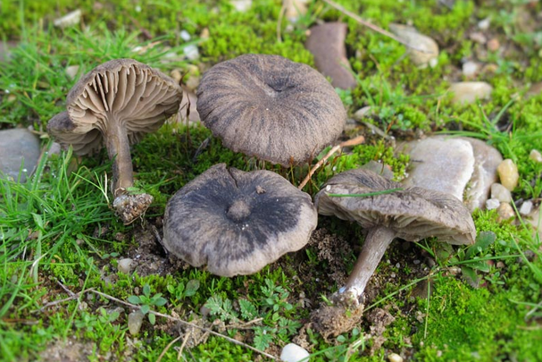 Entoloma undulatosporum Entoloma_undulatosporum