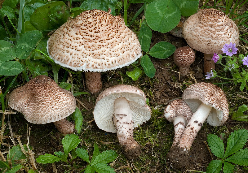 Lepiota brunneoincarnata Lepiota_brunneoincarnata