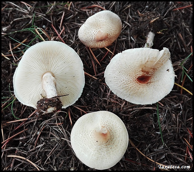 Lepiota cristata Lepiota_cristata