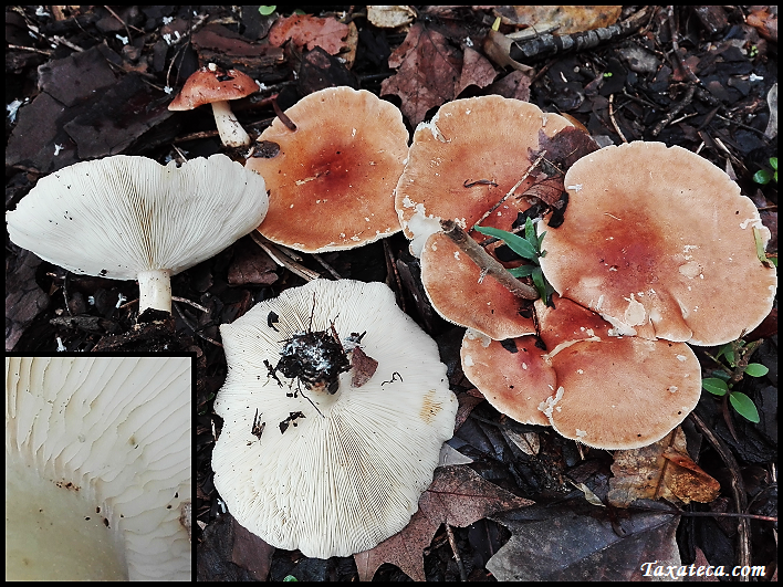 Leucopaxillus gentianeus Leucopaxillus_gentianeus