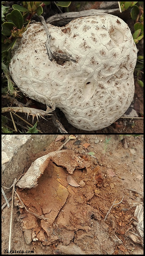 Lycoperdon utriforme Lycoperdon_utriforme