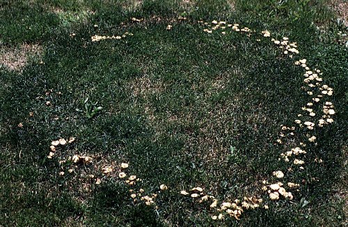 Marasmius oreades Marasmius_oreades