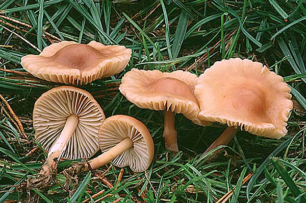 Marasmius oreades Marasmius_oreades2