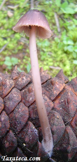 Mycena seynesii Mycena_seynesii2