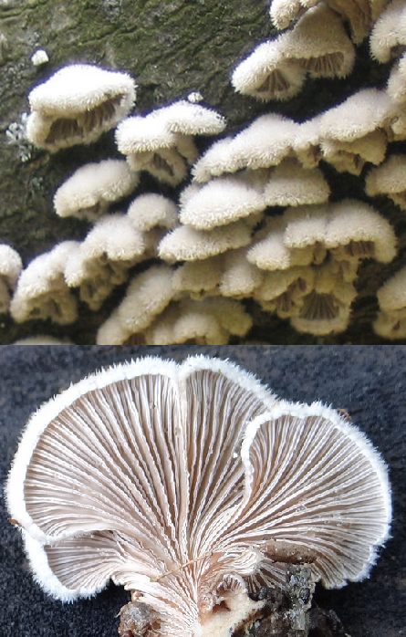 Schizophyllum commune Schizophyllum_commune